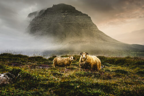 Land-of-sheep
